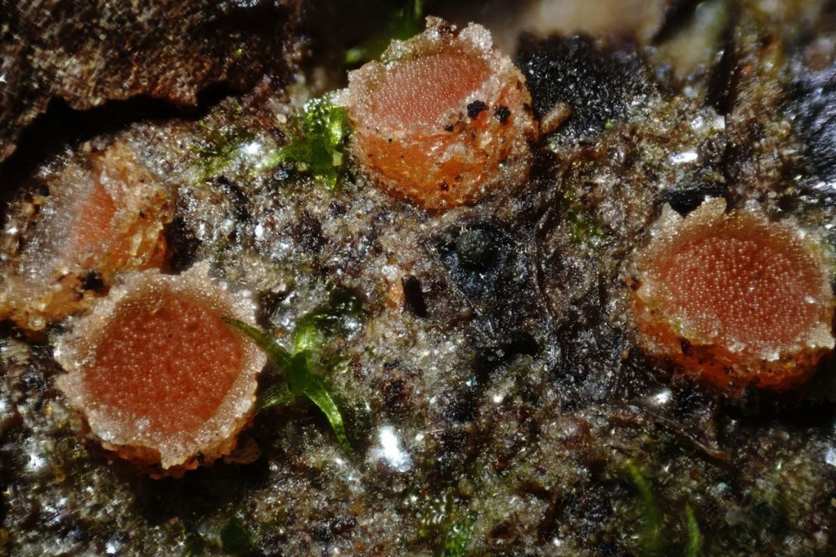 Moravecia calospora