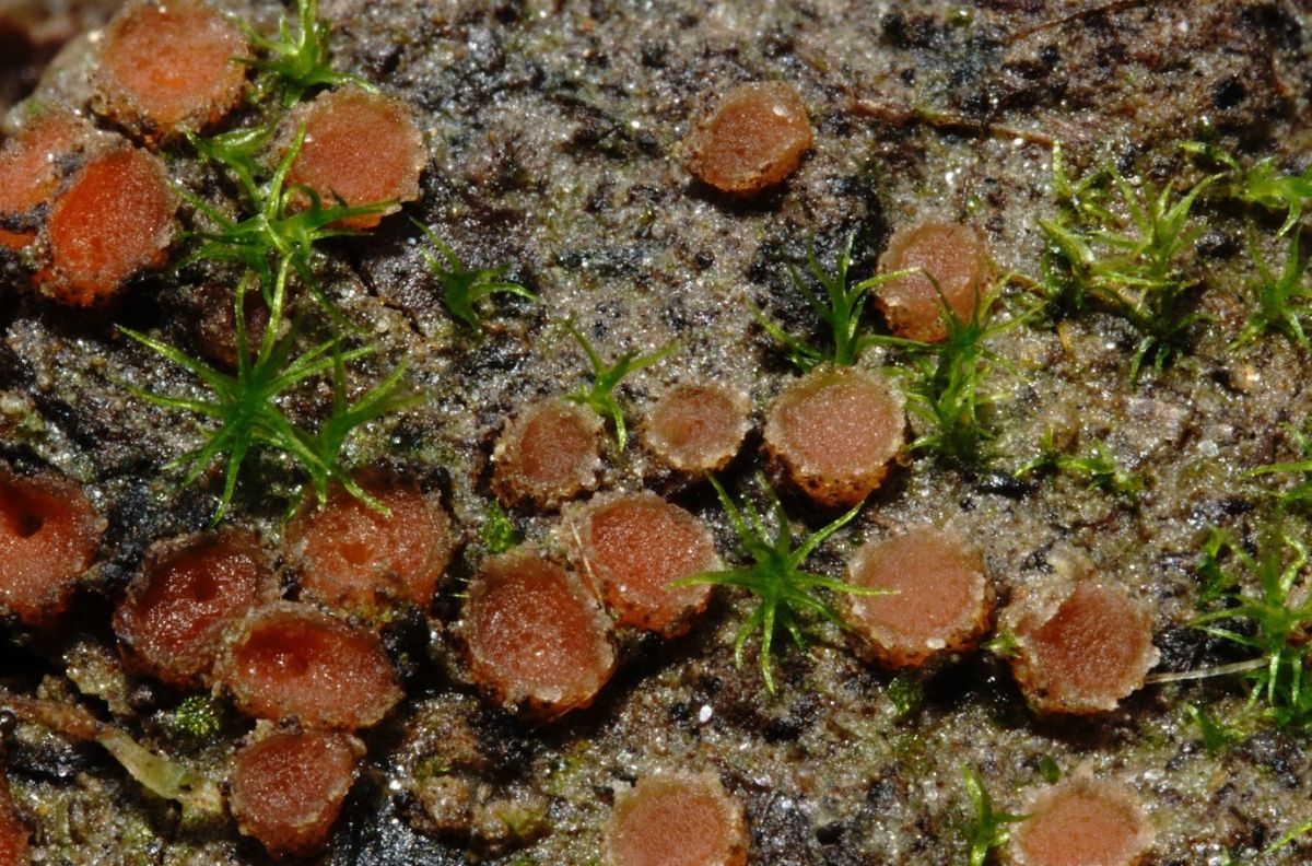 Moravecia calospora