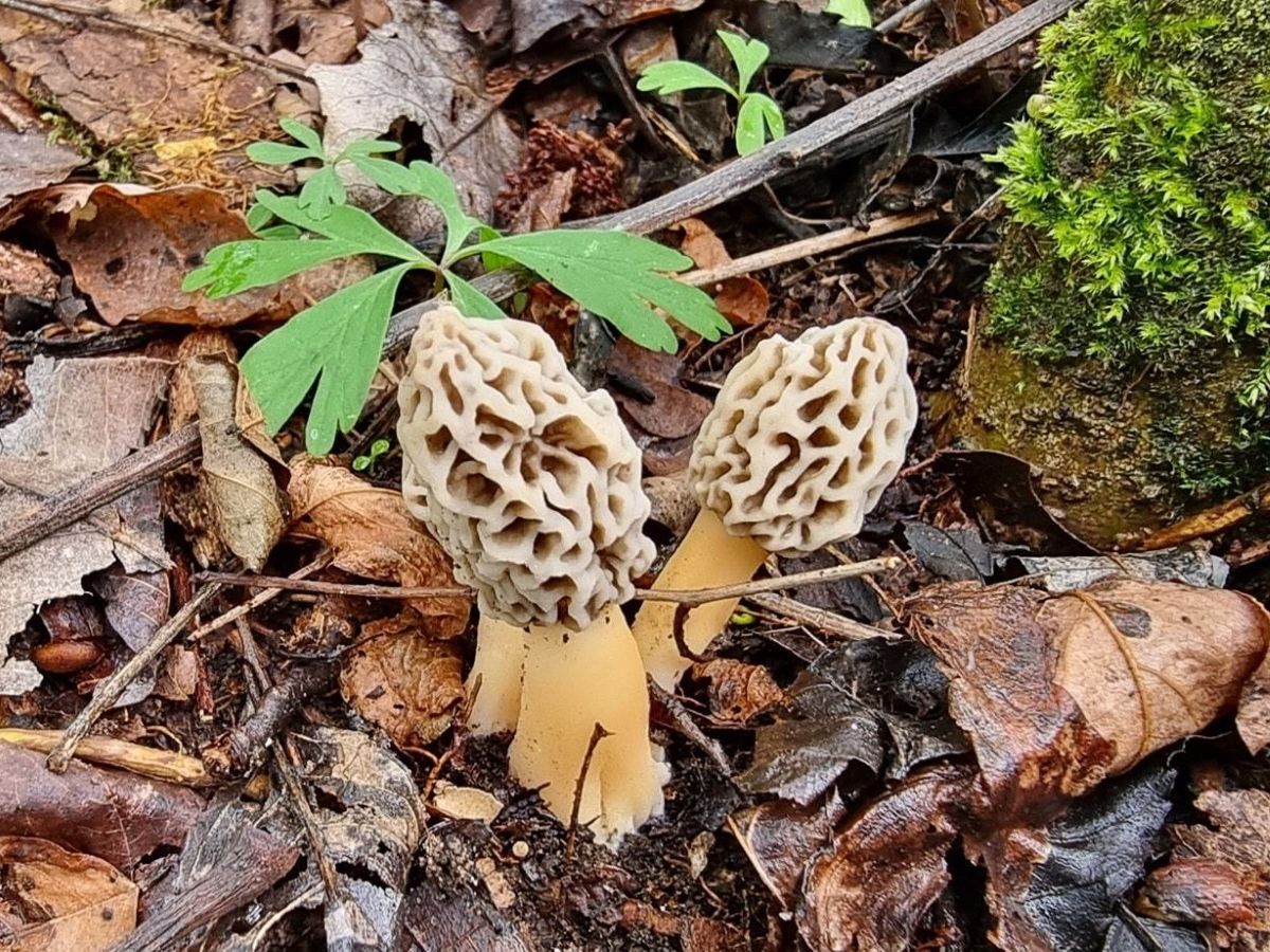 Morchella americana