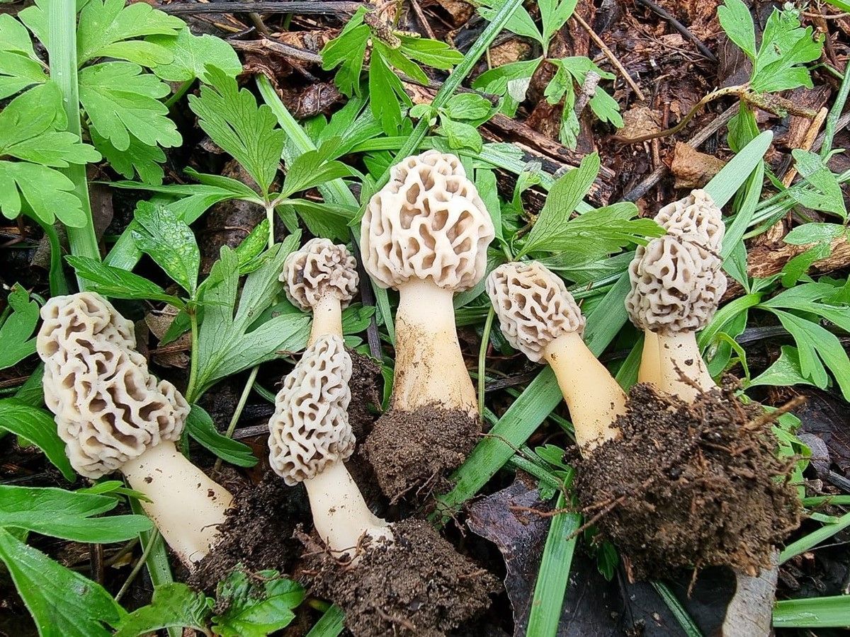 Morchella americana