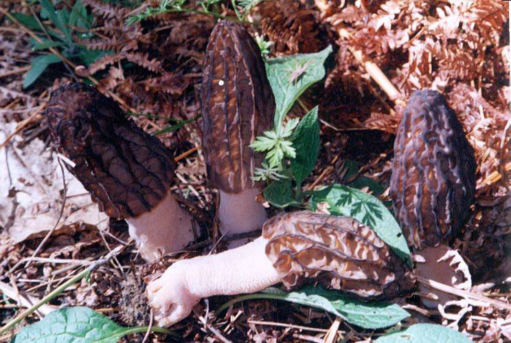 Morchella costata