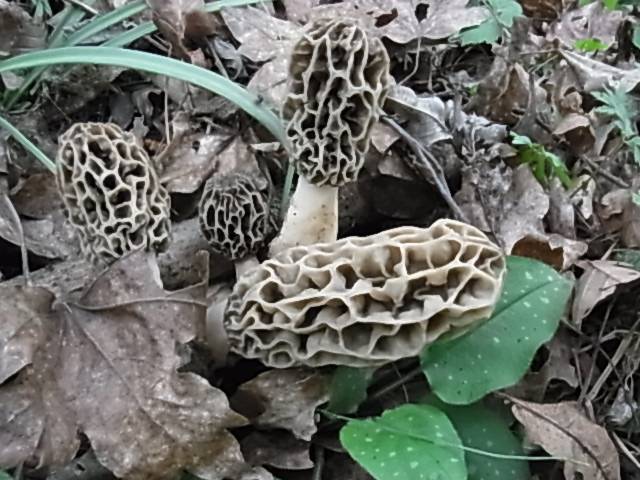 Morchella esculenta