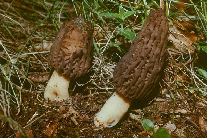 Morchella esculenta