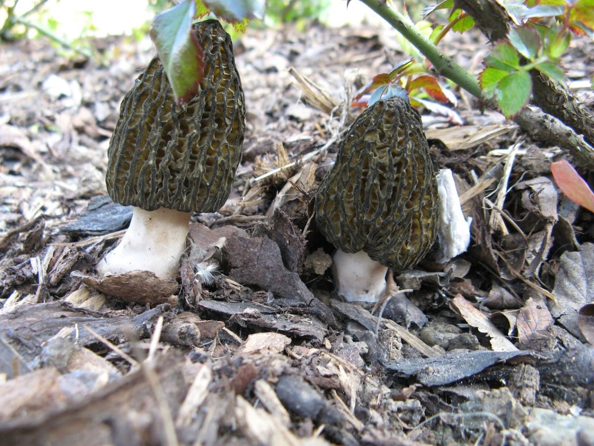 Morchella esculenta