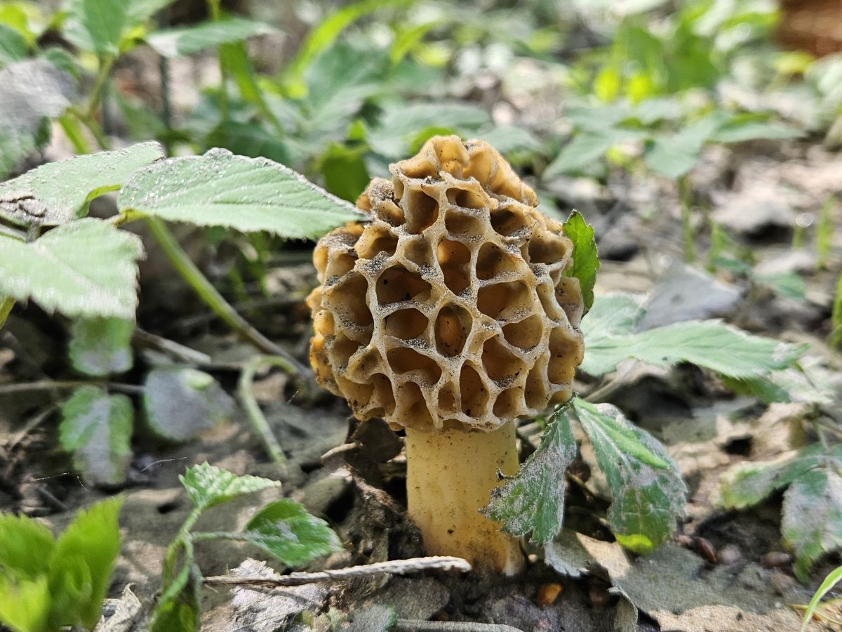 Morchella esculenta