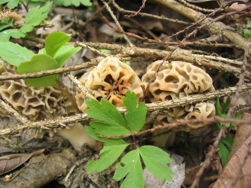 Morchella esculenta