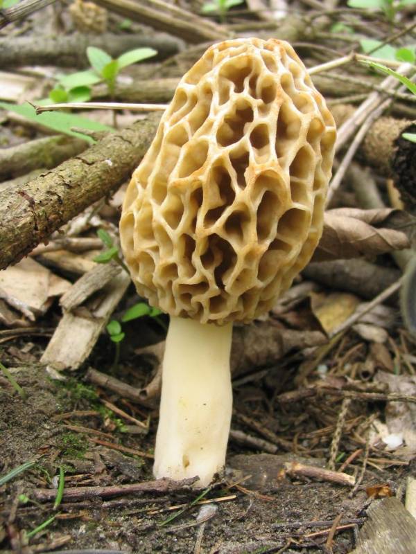 Morchella esculenta