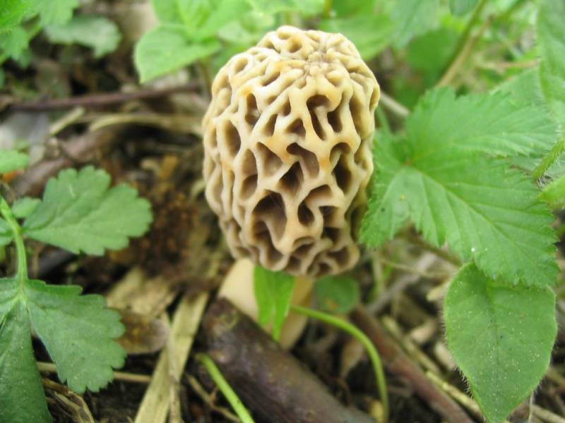 Morchella esculenta