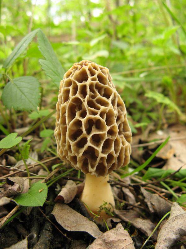 Morchella esculenta