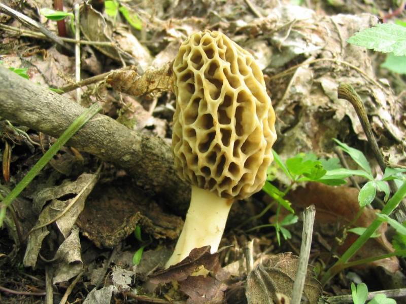 Morchella esculenta