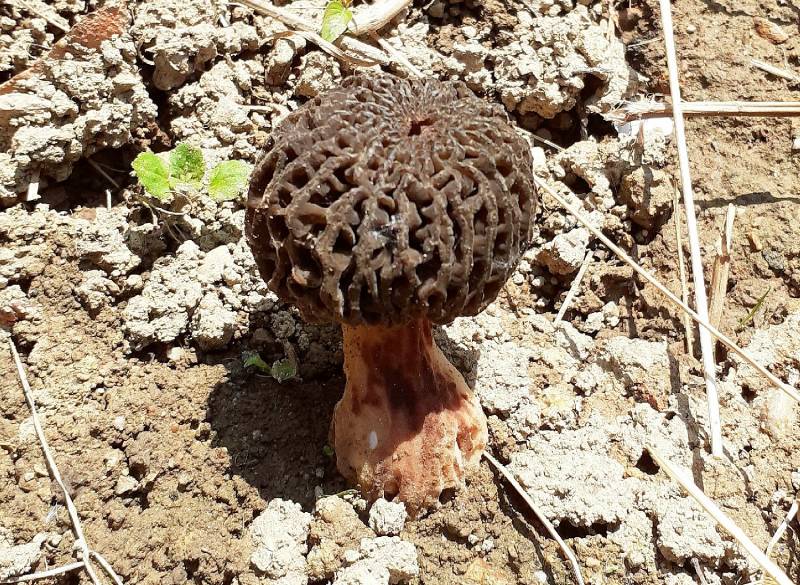 Morchella pragensis