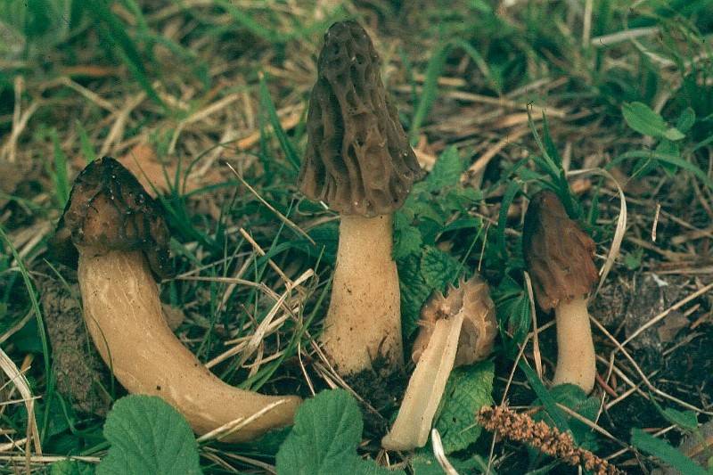 Morchella semilibera