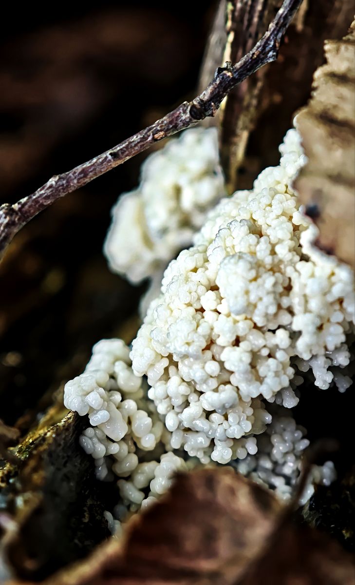 Mucilago crustacea