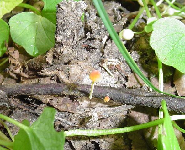 Mycena acicula