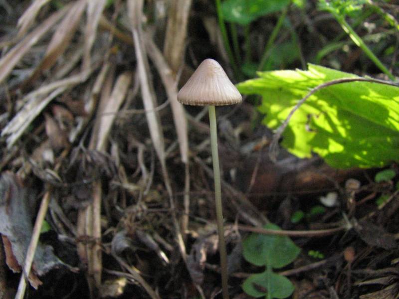 Mycena capillaripes