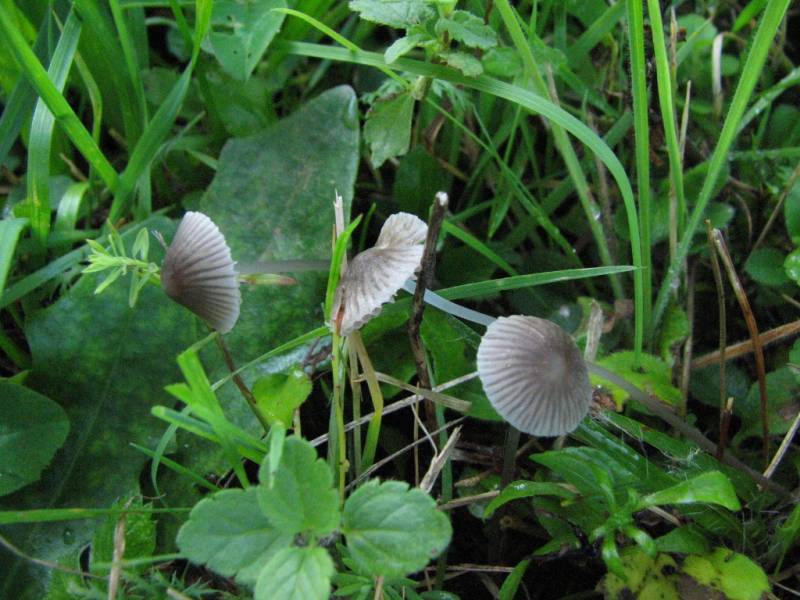 Mycena cinerella