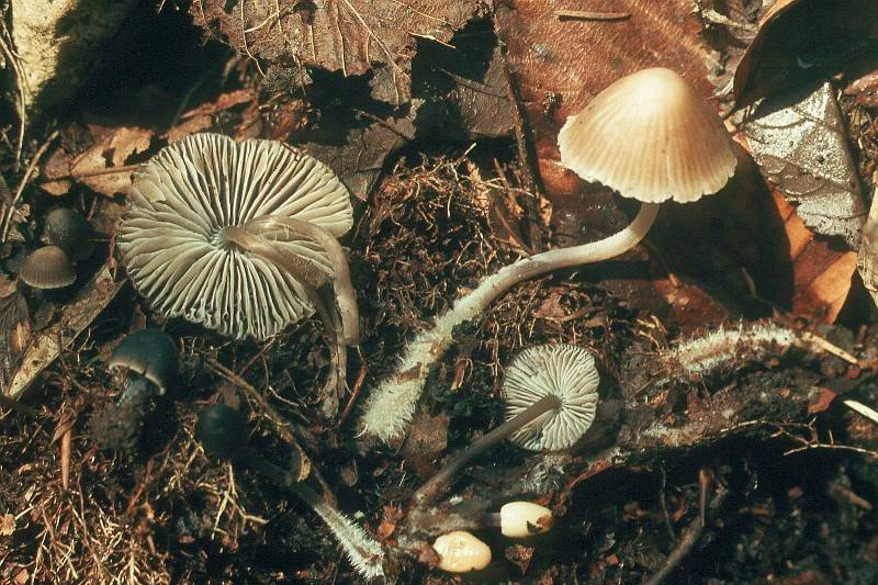 Mycena flos-nivium