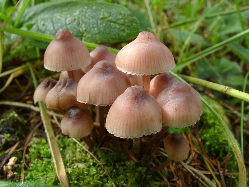 Mycena haematopus