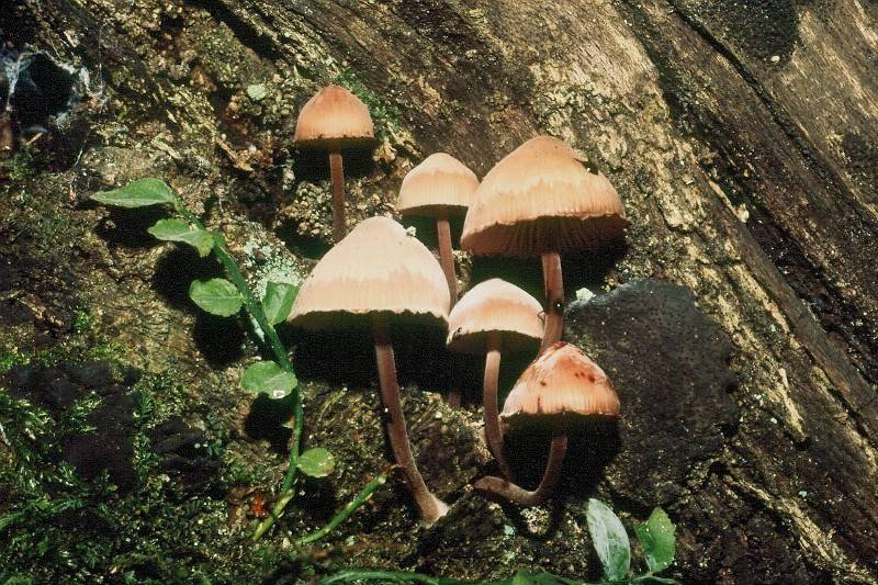 Mycena haematopus