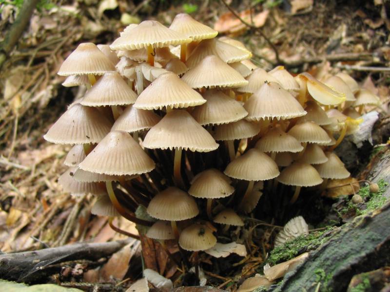 Mycena inclinata