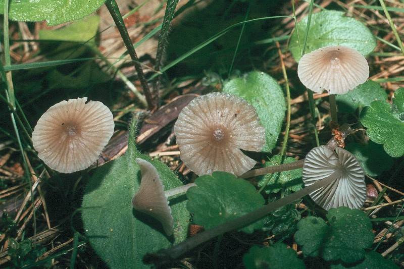 Mycena leptocephala