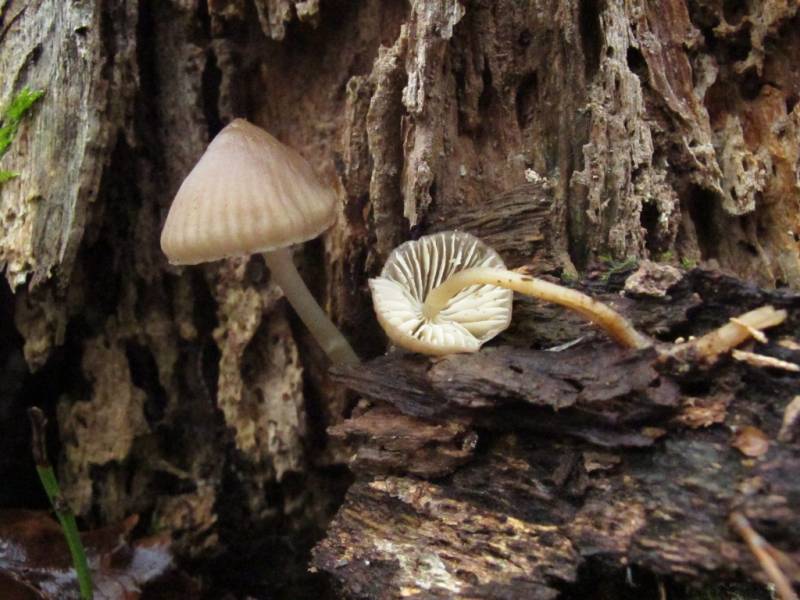 Mycena niveipes