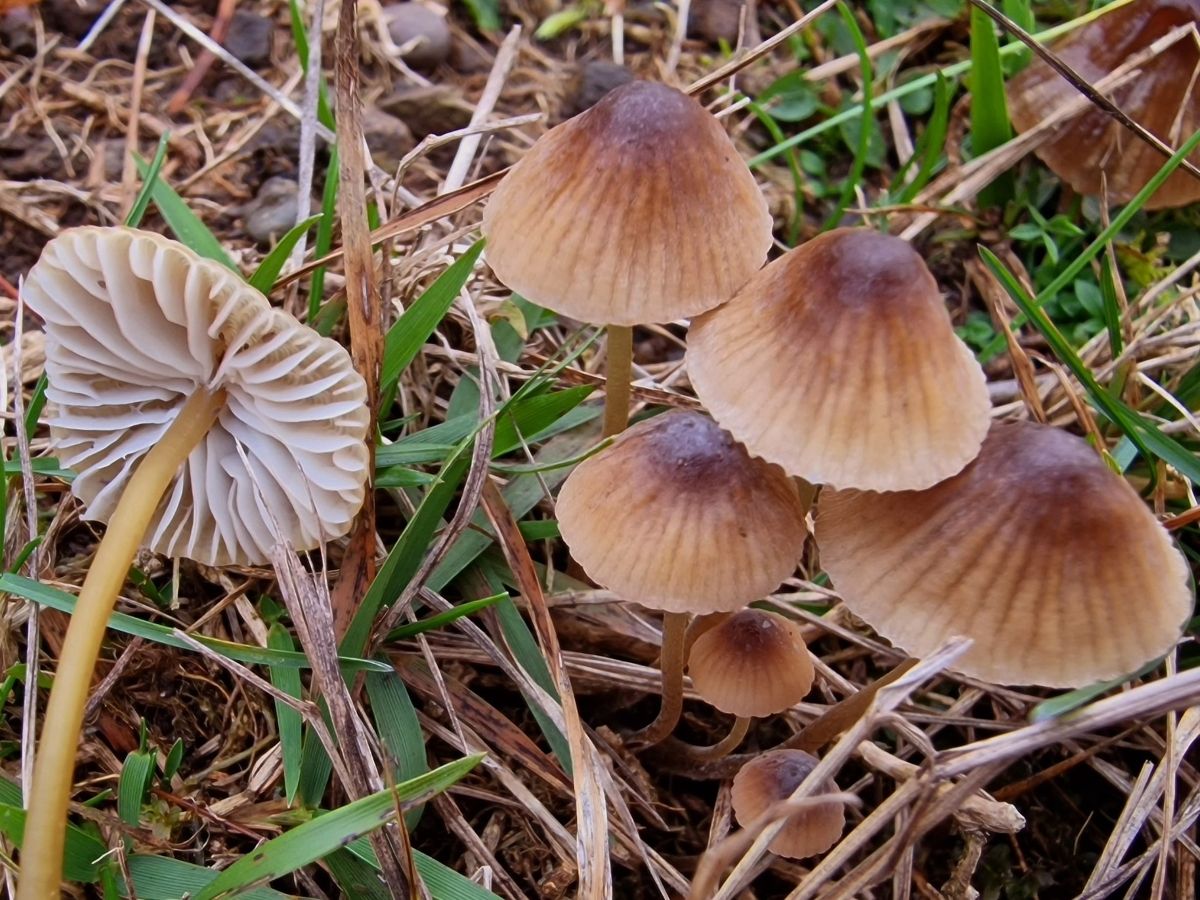 Mycena olivaceomarginata