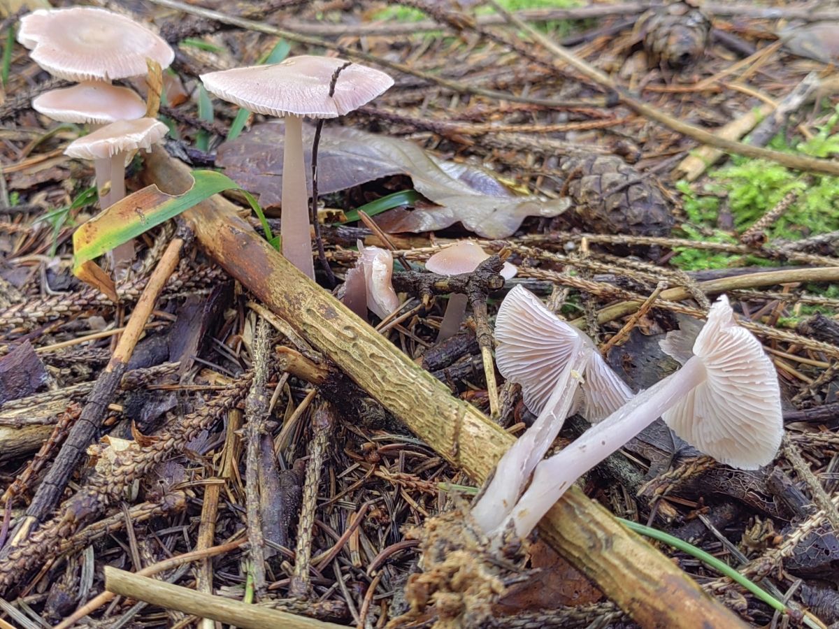 Mycena pura