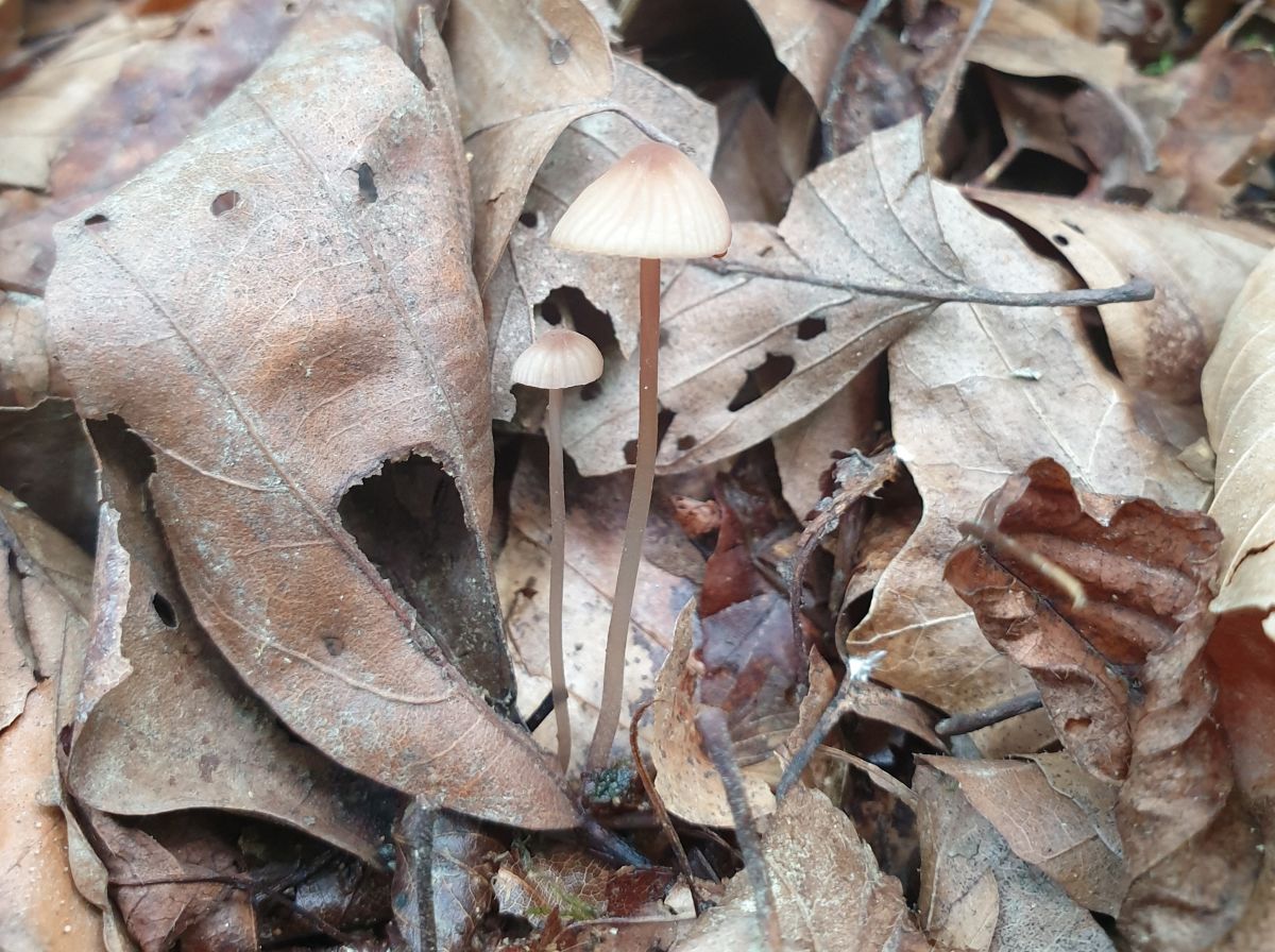 Mycena sanguinolenta