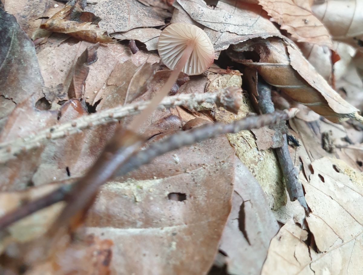 Mycena sanguinolenta