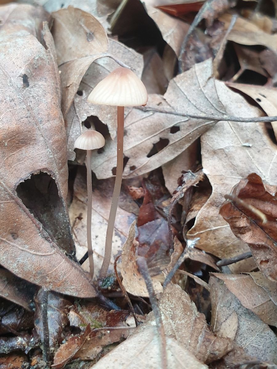 Mycena sanguinolenta