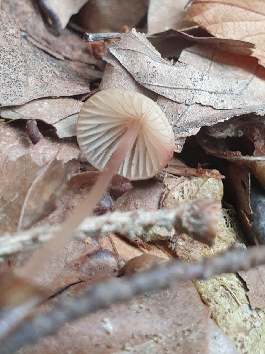 Mycena sanguinolenta