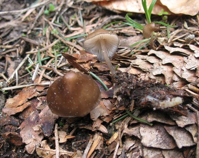 Mycena strobilicola