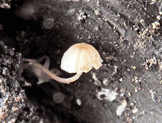 Mycena supina