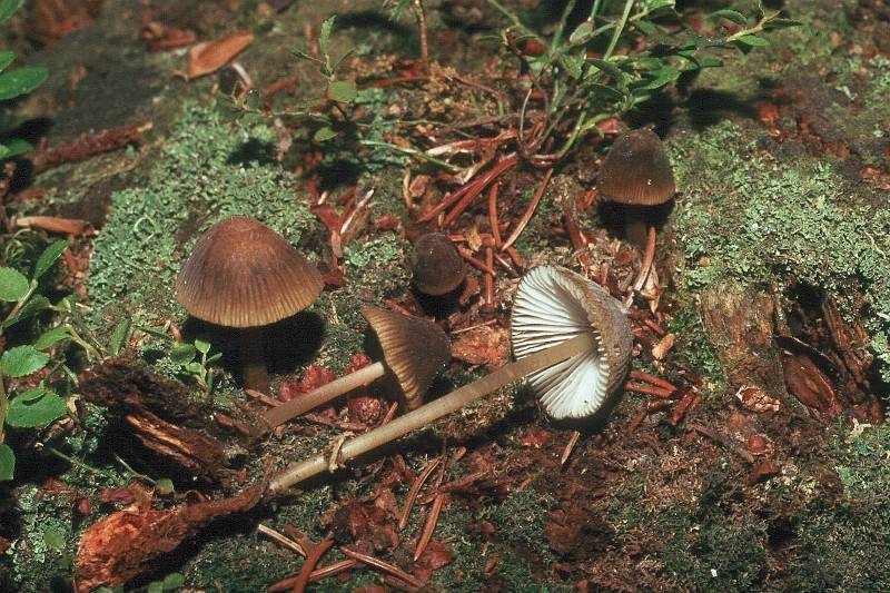 Mycena viridimarginata