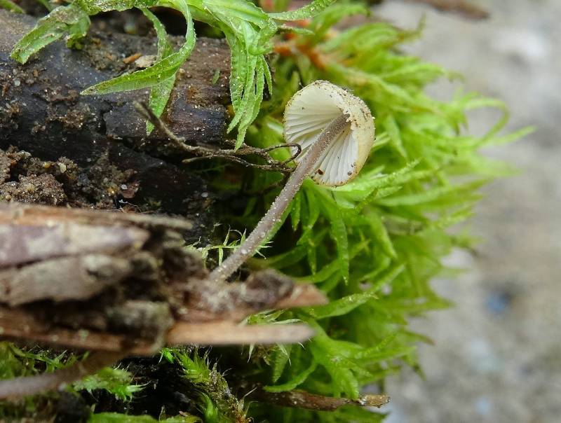 Mycena vitilis