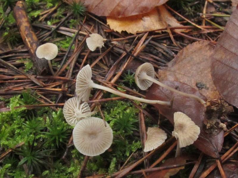 Mycena vulgaris