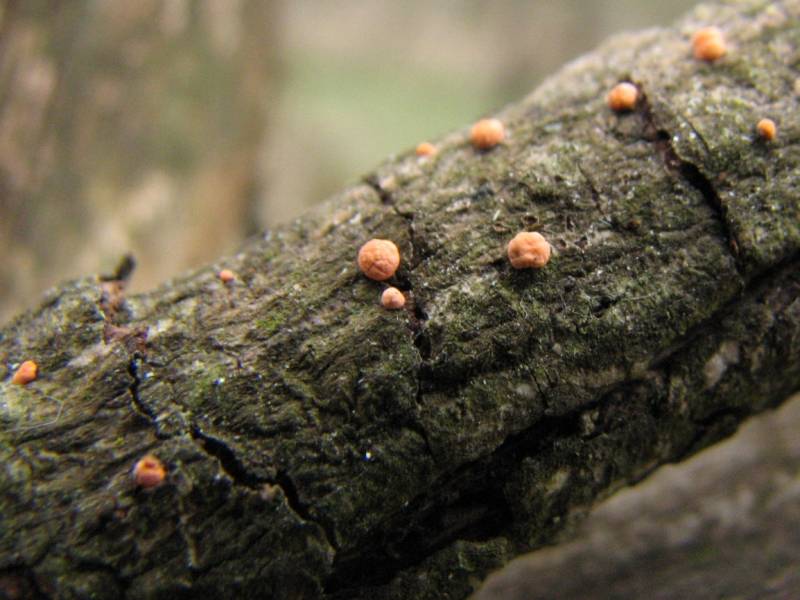 Nectria cinnabarina