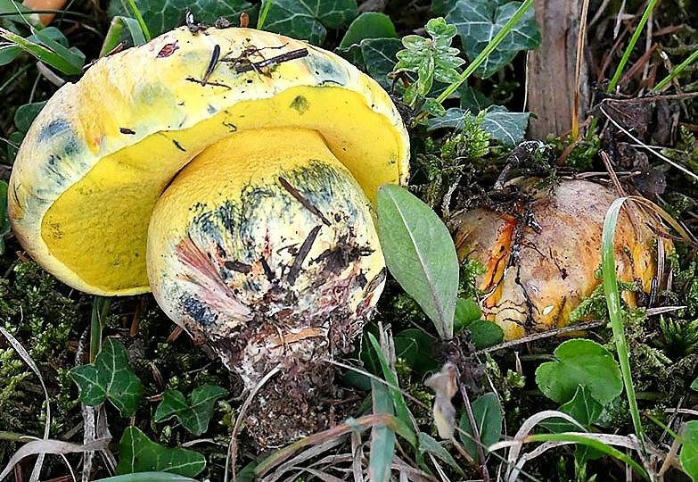 Neoboletus erythropus