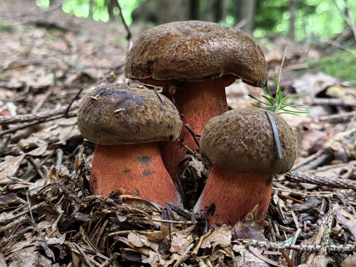 Neoboletus erythropus