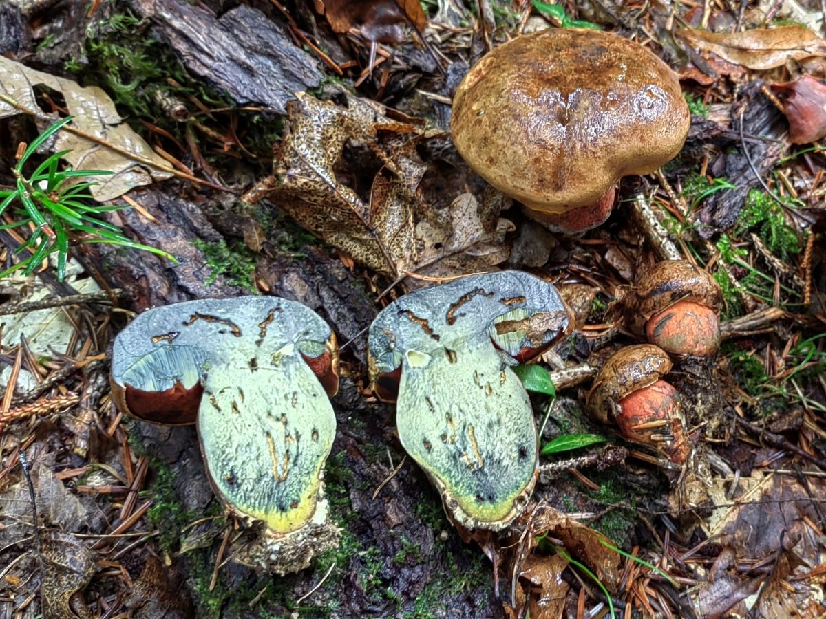 Neoboletus erythropus