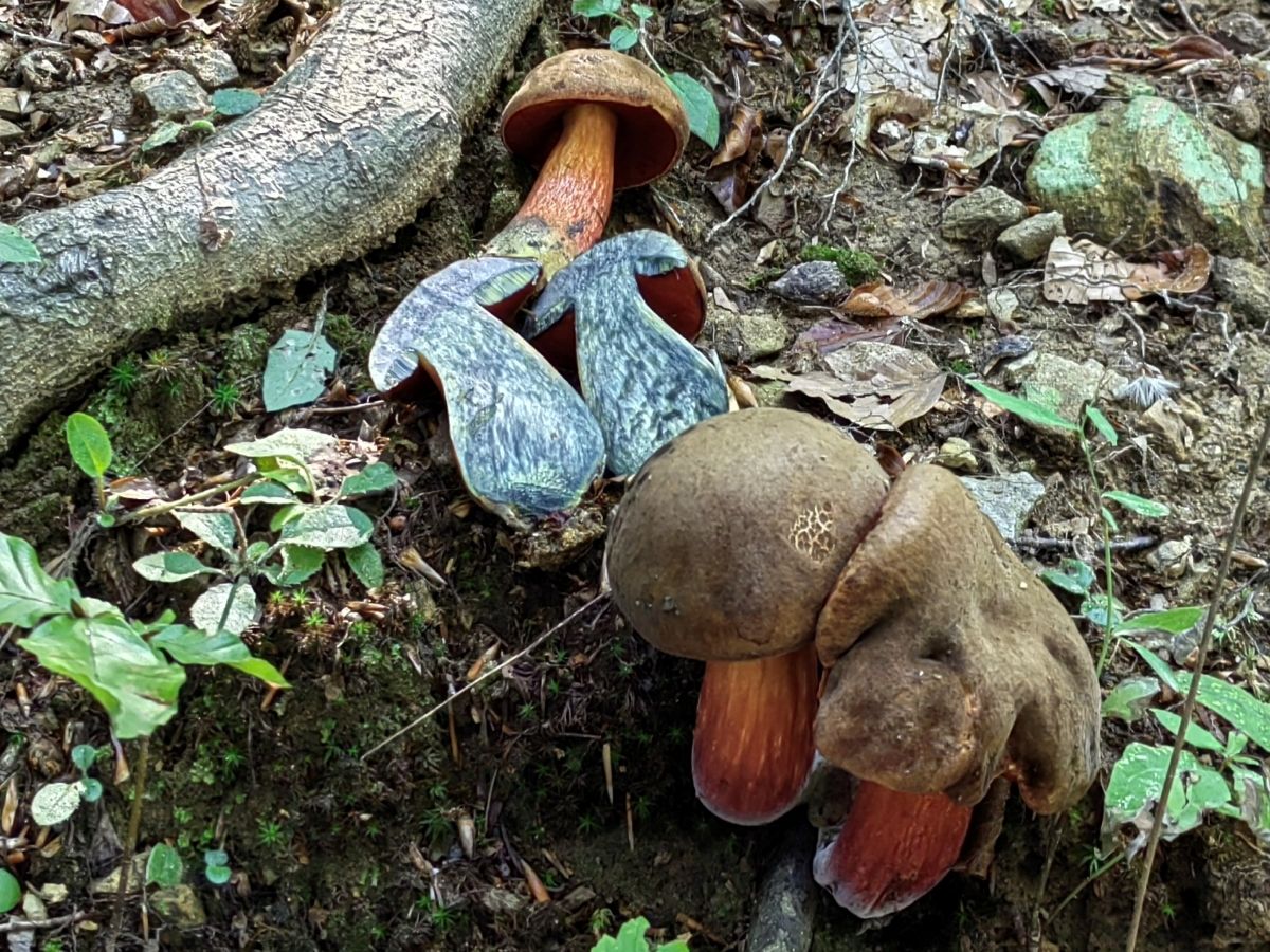 Neoboletus erythropus