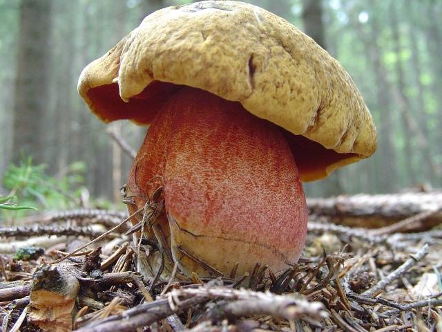 Neoboletus luridiformis