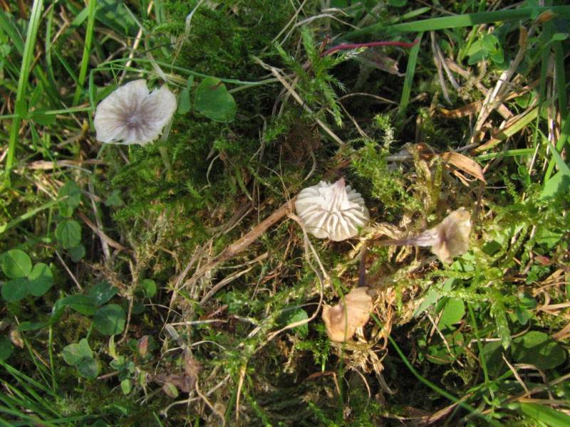 Omphalina setipes