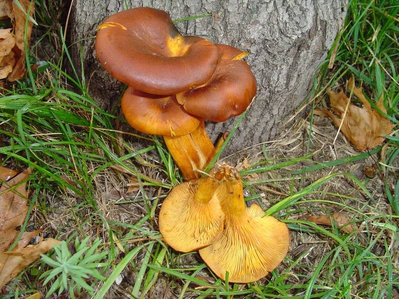 Omphalotus olearius