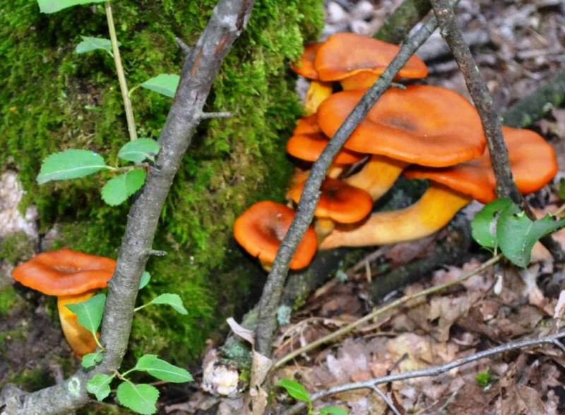 Omphalotus olearius