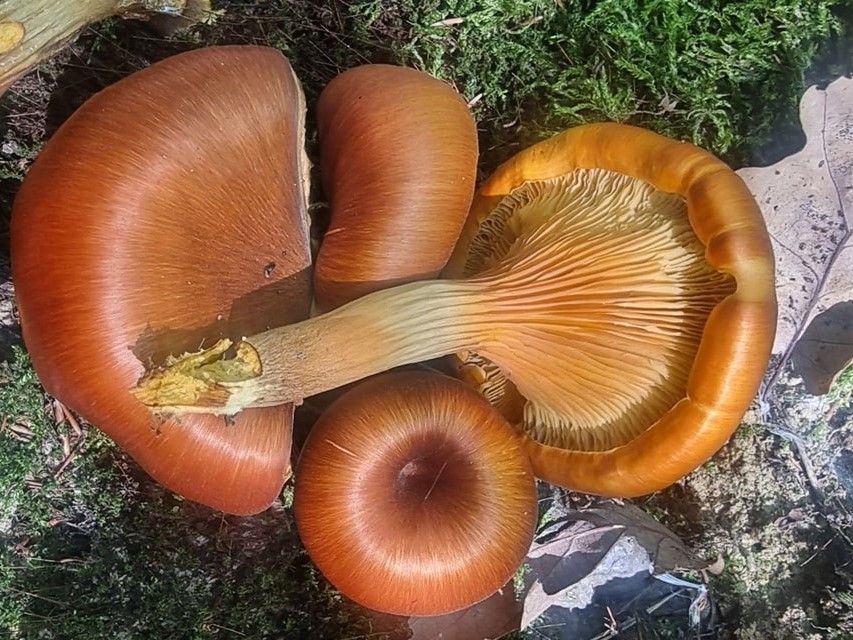 Omphalotus olearius