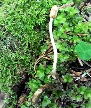 Ophiocordyceps larvicola