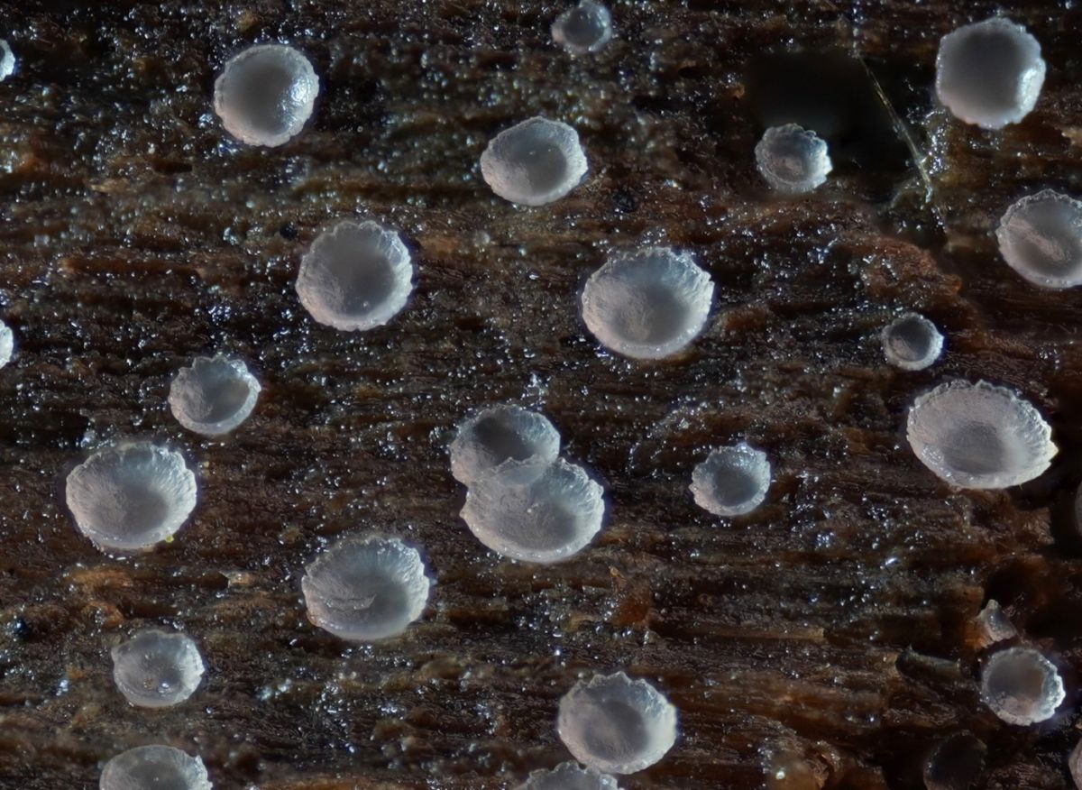 Orbilia crenatomarginata