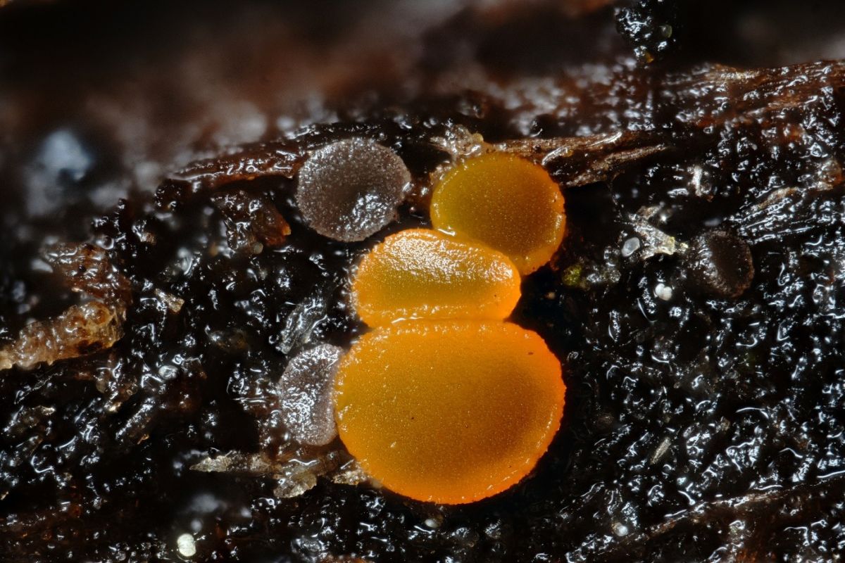 Orbilia xanthoguttulata
